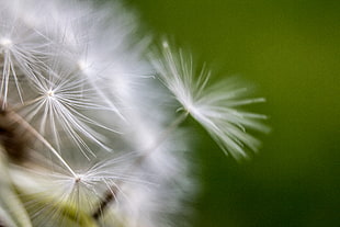 selective focus photo of dandelion