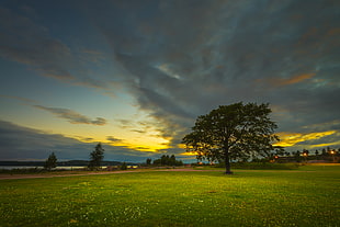tree standing on green grass, seaside park