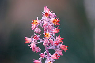 shallow focus photography pink petal flower