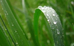 green grass, grass, water drops, leaves