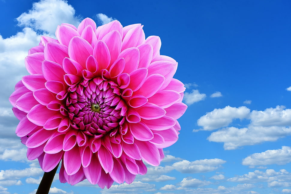 pink flower  under cloudy sky during daytime HD wallpaper