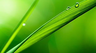 close-up photo of green leaf plant
