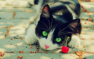 black and white cat prone lying on bricked ground in front of single cherry under shade of tree during daytime