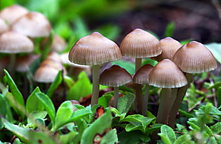 closeup photo of mushrooms HD wallpaper