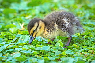 closeup photography of Duckling
