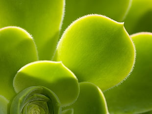 macro photography of green petals HD wallpaper