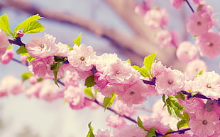 pink cherry blossom, cherry blossom, flowers, pink flowers, plants HD wallpaper