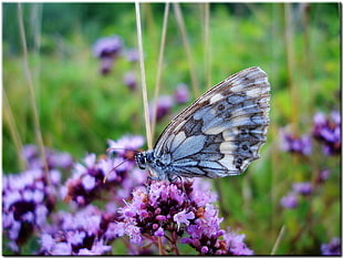 gray butterfly perched on purple flower during day
