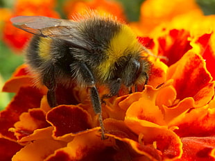 closeup photography of Honeybee, white-tailed, bumblebee