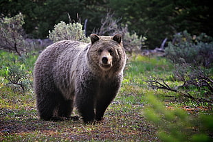 black bear on green grass