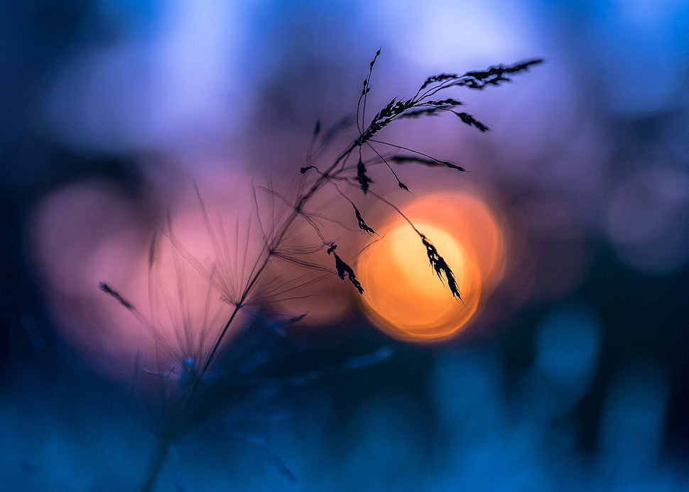 silhouette of leaf, plants, macro HD wallpaper