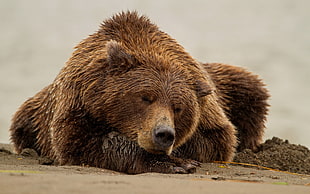 brown bear sleeping on brown sand HD wallpaper