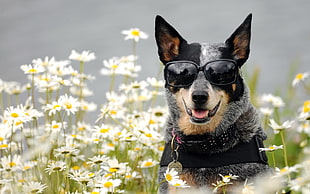 black and brown dog wearing black framed sunglasses while on garden