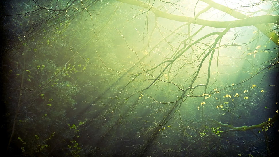 sun light piercing through trees, landscape, nature, sunlight, minimalism HD wallpaper