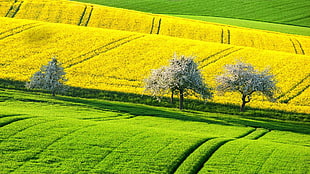 green grass, landscape, field HD wallpaper