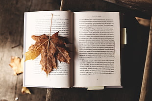dried maple leaf, Book, Maple, Leaf