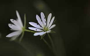 shallow focus photography of white petal flower