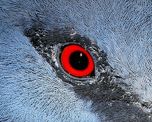 selective photo of birds eye