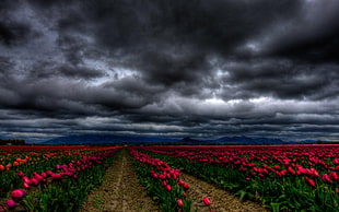 pink flower field under gray dark clouds