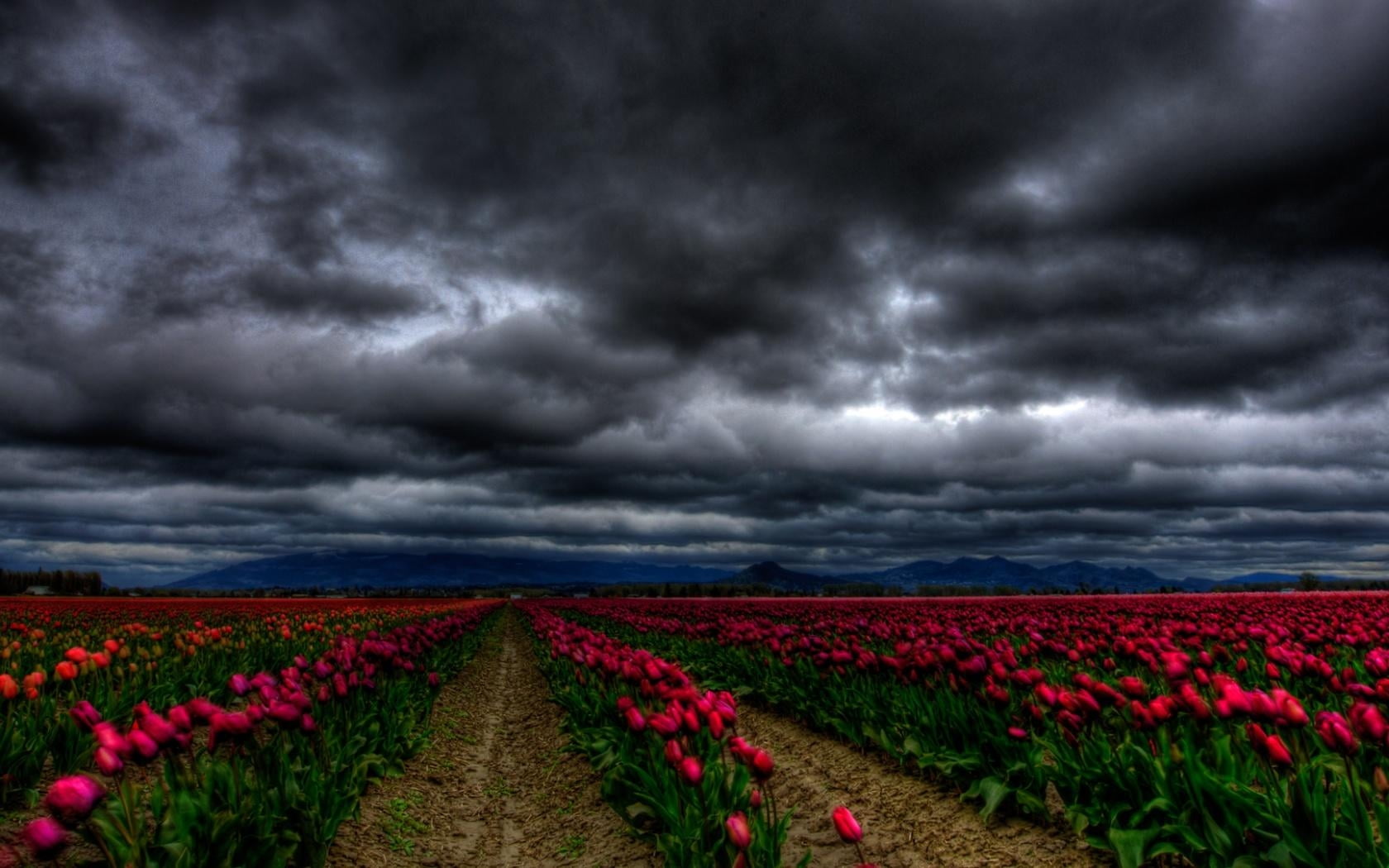 pink flower field under gray dark clouds