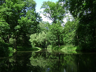landscape photography of body of water in between green trees