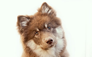 medium-coated tan and white dog