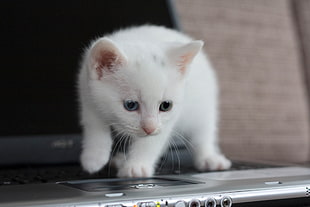 short-coated white kitten on gray laptop