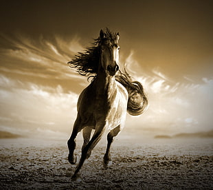 white stallion, Running Horse, HD