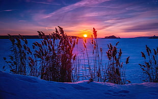 cattails across body of water during sunset