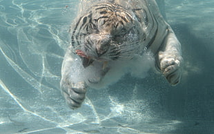 white and black tiger catching fish under water