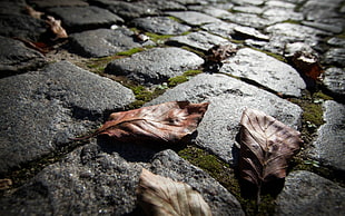 brown dried leaves on rock flooring