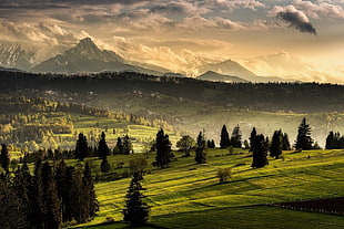 green grass field, nature, landscape, Tatra Mountains, forest HD wallpaper