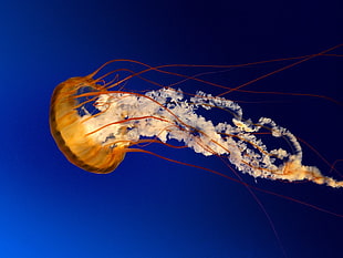 yellow jellyfish, jellyfish, gradient, underwater