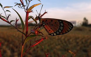 brown and black butterfly perched on plant HD wallpaper