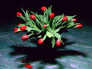 red cluster petaled flowers with leaves on table