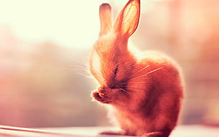 brown rabbit, rabbits, animals HD wallpaper