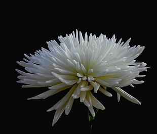 close up photography of white petaled flower