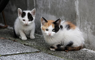 two tri-color calico kittens on gray cement floor