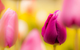 pink tulip, flowers, plants