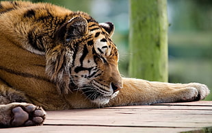 close up photo of Tiger at daytime