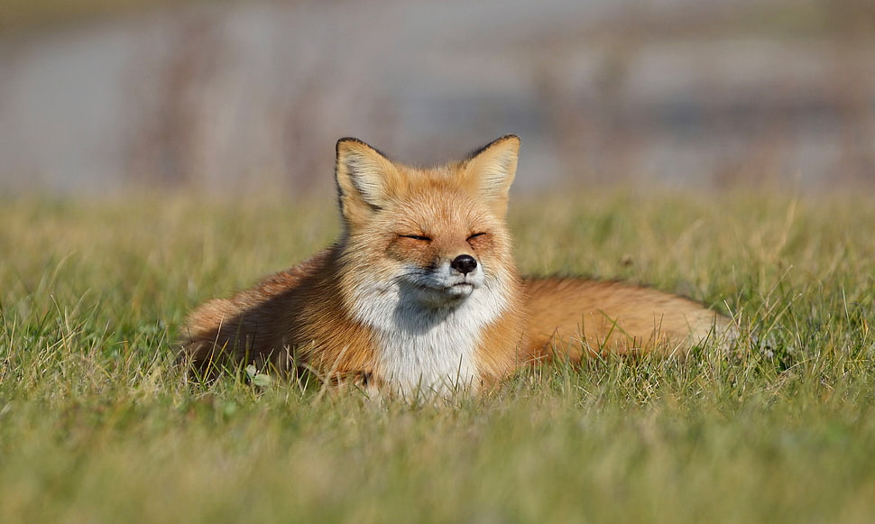focal point brown fox lying on green grass during daytime HD wallpaper