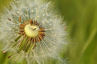 selective focus photography of white Dandelion
