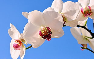 white Moth Orchids HD wallpaper