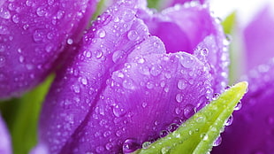 closeup photo of purple petaled flowers with raindrops