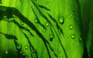 green leaf, leaves, plants, water drops, green