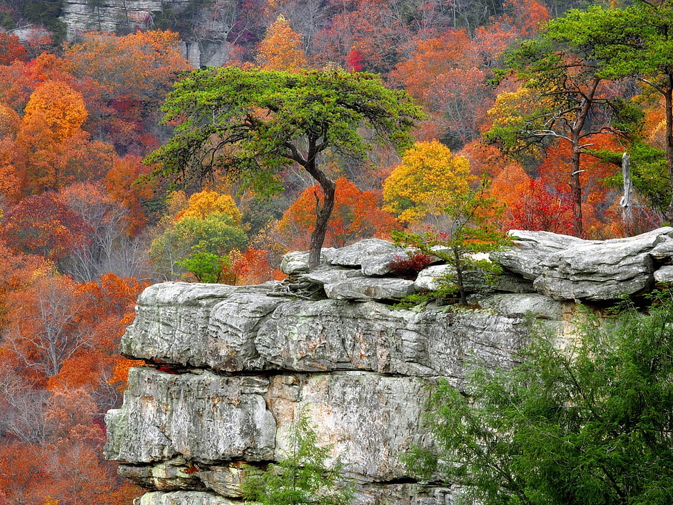 trees on cliff at daytime HD wallpaper