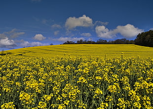 grass field under blue sky, yellow spring