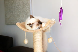 siamese on top of cat scratching post