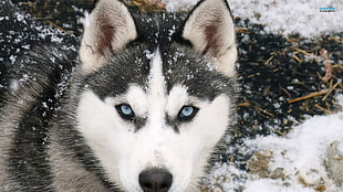 white and black Siberian Husky, Siberian Husky , animals, dog