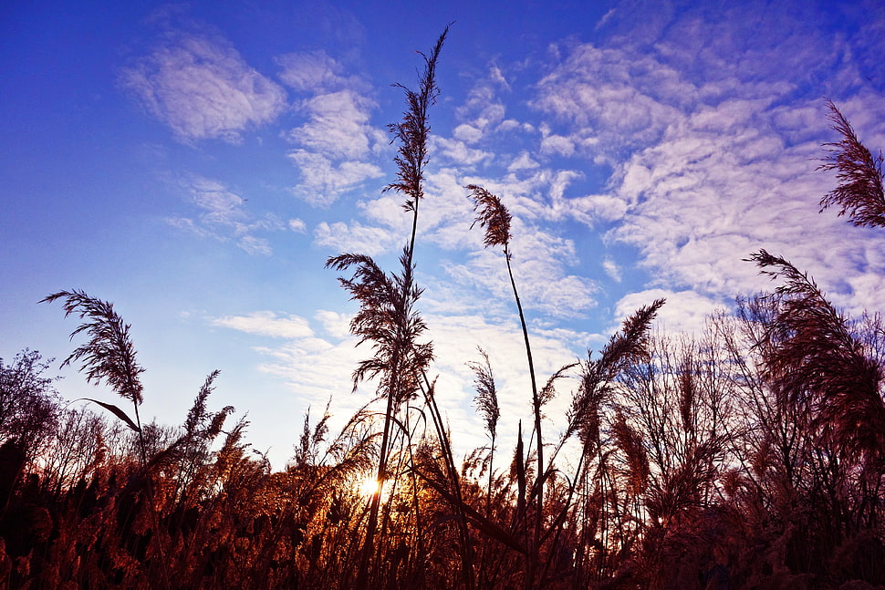 pampas grass, Grass, Clouds, Stems HD wallpaper